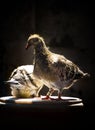 Youngster of home pigeon racing standing on the bucket