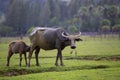 Youngster water buffalo drinking milk on green grass field Royalty Free Stock Photo