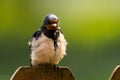 Younng Barn swallow Royalty Free Stock Photo