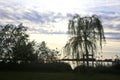 Youong weeping willow by the lakeshore at sunset Royalty Free Stock Photo