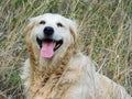 Your best friends golden retriever