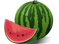 Your best vector isolated melon icon