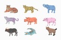 Wild animals of various species