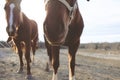 In your pocket horse close up Royalty Free Stock Photo