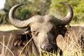 Your to CLOSE -African Buffalo Syncerus caffer Royalty Free Stock Photo