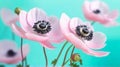 Gently pink flowers of anemones outdoors in summer spring close-up.