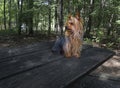 When your Yorkie hears something in the forest