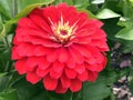 Youth-and-age, Common zinnia, Elegant zinnia, Zinnia elegans Dreamland red or Zinnie, Mainau - Constance, Germany Royalty Free Stock Photo