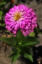 Youth-and-age, or common zinnia flowers Royalty Free Stock Photo