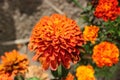 Youth-and-age, or common zinnia flowers