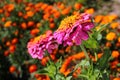 Youth-and-age, or common zinnia, with marigold flowers on a flowerbed