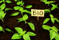 Youth bio ecological sprouts in the ground, sustainable living Royalty Free Stock Photo