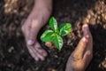 Youth hands Team work protecting sapling tree growing up and planting on land for reduce global warming earth, Hands protect trees Royalty Free Stock Photo