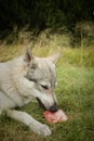 Young male czechoslovak wolfdog in summer camp eating raw bone