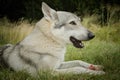 Young male czechoslovak wolfdog in summer camp eating raw bone