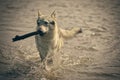 Young male czechoslovak wolfdog in summer camp posing in lake