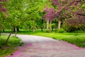 Green trees and red tree flowers on Youth park in Ruse, Bulgaria