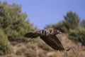 Youth specimen of bearded vulture Royalty Free Stock Photo