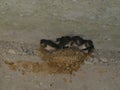 Youth swallows sitting on the nest just before first flight. Royalty Free Stock Photo