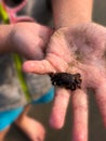 Sea Sand Crab on Child Hand with Sand Royalty Free Stock Photo