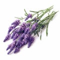 Youthful Energy: A Bouquet Of Lavenders On A White Background