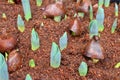 Youthful green bud of tulip Royalty Free Stock Photo