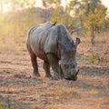 Youve gotta eat your greens if you wanna be big and strong. Full length shot of a rhinoceros in the wild.