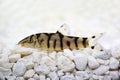 Yoyo loach Almora loach or Pakistani loach, Catfish Botia almorhae Royalty Free Stock Photo