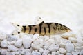 Yoyo loach Almora loach or Pakistani loach, Catfish Botia almorhae Royalty Free Stock Photo