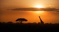 ypical african landscape at the foot of a volcano Kilimanjaro, Amboseli national park border, Kenya. Silhouettes of acacia trees Royalty Free Stock Photo