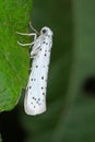 Yponomeuta or formerly Hyponomeuta malinellus - the apple ermine, is a moth of the family Yponomeutidae pest in orchards.