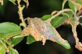 Yponomeuta or formerly Hyponomeuta malinellus the apple ermine, is a moth of the family Yponomeutidae - pest in orchards.