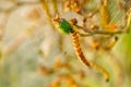 Yponomeuta malinellus or Apple ermine moth. Colony of Larvae on garden tree branch