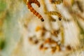 Yponomeuta malinellus or Apple ermine moth. Colony of Larvae on garden tree branch