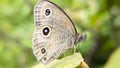 Ypthima butterfly in the forest