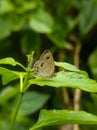 Ypthima huebneri butterfly in green leaf with bokeh background