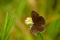 large three ring butterfly nectaring on flower