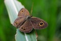 Ypthima praenubila kanonis butterfly, butterfly with four eyes