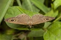 Ypthima sp Butterfly