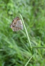 Ypthima striata butterfly perched on weed stem