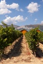 Ysios bodega and vines, LaGuardia, La Rioja, Spain