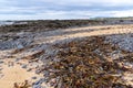 Ytri Tunga beach, scene with rocks, sand, seaweed and kelp washed up during low tide. The beach is famous for its seals in Iceland Royalty Free Stock Photo