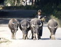 An old man with herd of buffaloes. Royalty Free Stock Photo