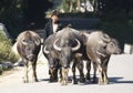 An old man with herd of buffaloes. Royalty Free Stock Photo