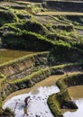 A farmer plowing and harrowing the rice paddy fields at Yuanyang rice terraces