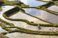 A farmer plowing and harrowing the rice paddy fields at Yuanyang rice terraces