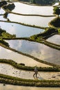 A farmer plowing and harrowing the rice paddy fields at Yuanyang rice terraces