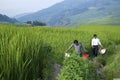 Yuanyang Rice Farmers