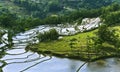 Yuanyang rice terrace