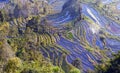 Yuanyang Rice Terraces, Yunnan, China Royalty Free Stock Photo